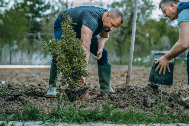 Best Palm Tree Trimming  in Lake Morton Berrydale, WA